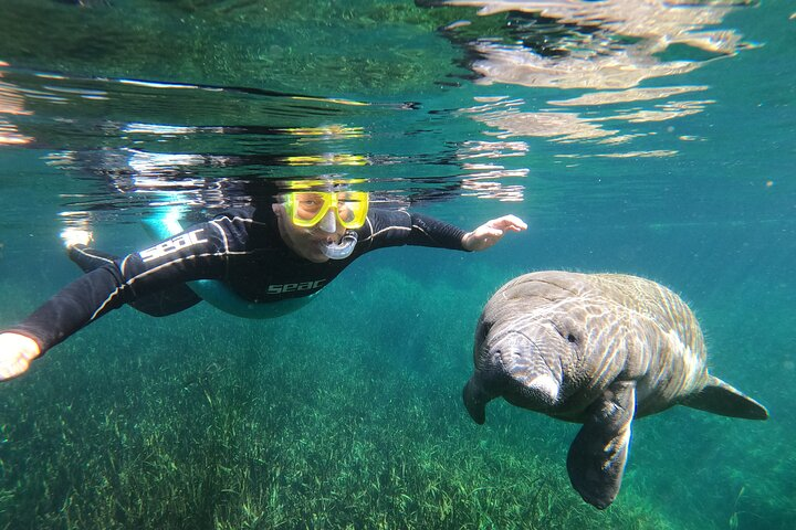 Semi-Private Manatee snorkeling with In Water Guide - Photo 1 of 10